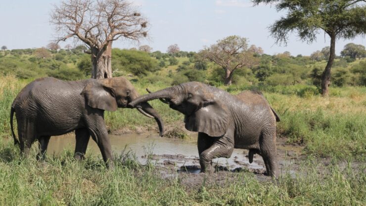 Top Tanzania National Parks & Reserves