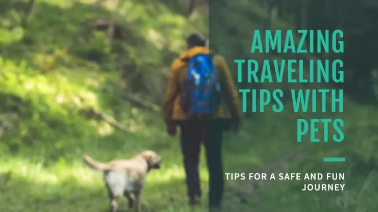 Amazing Traveling Tips with Pets